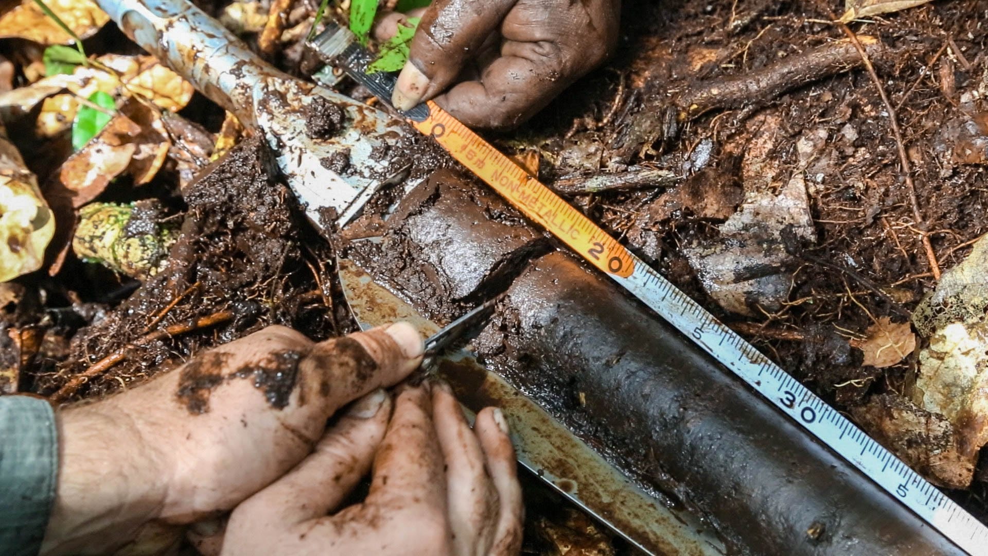 Researchers collecting a peat and soil sample in carbon-rich forest in the Democratic Republic of the Congo