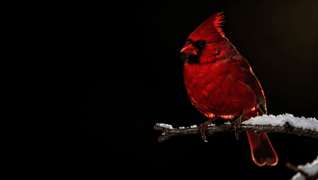 Cardinal sign from a deceased loved one: a red cardinal on a snowy branch at night